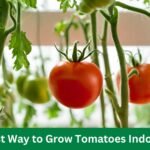 Best Way to Grow Tomatoes Indoors