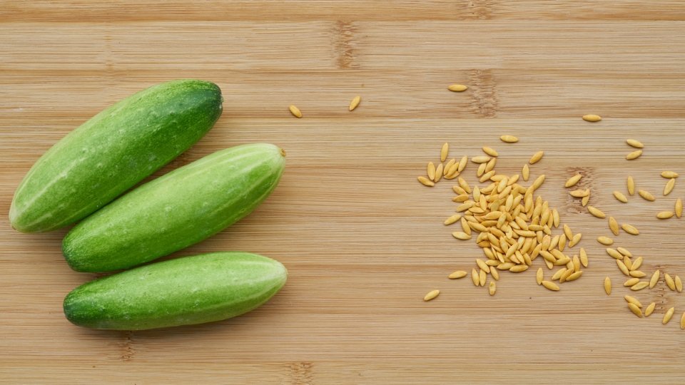 Ensuring Cucumber Seed Quality