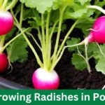 Growing Radishes in Pots : Tips for Successful Gardening