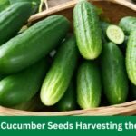 How To Do Cucumber Seeds Harvesting