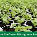 How To Grow Sunflower Microgreens Fast And Easy