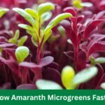 How to Grow Amaranth Microgreens Fast And Easy