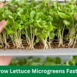 How to Grow Lettuce Microgreens Fast And Easy