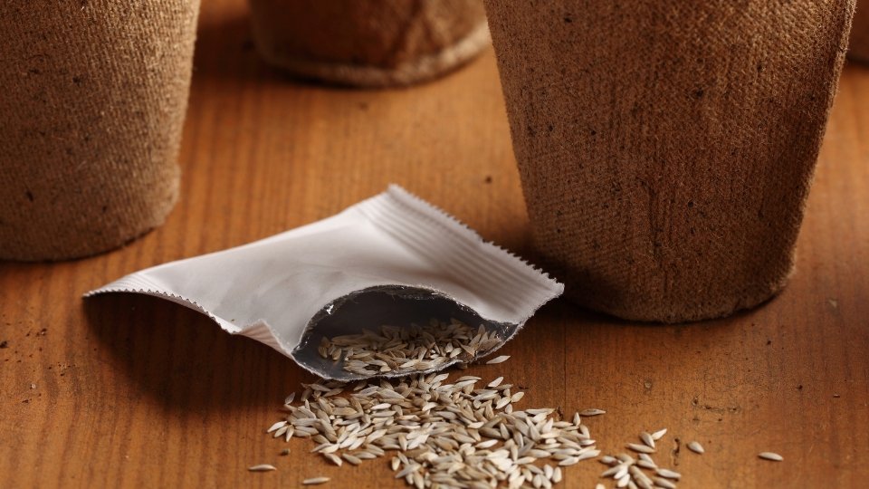 Tips For Selecting The Best Seeds