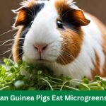 Can Guinea Pigs Eat Microgreens