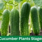 Cucumber Plants Stages: Healthy With These 5 Growth Tips