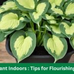 Hosta Plant Indoors : Tips for Flourishing Growth