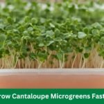 How To Grow Cantaloupe Microgreens Fast And Easy