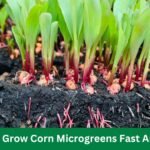 How To Grow Corn Microgreens Fast And Easy Way