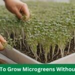 How To Grow Microgreens Without Soil