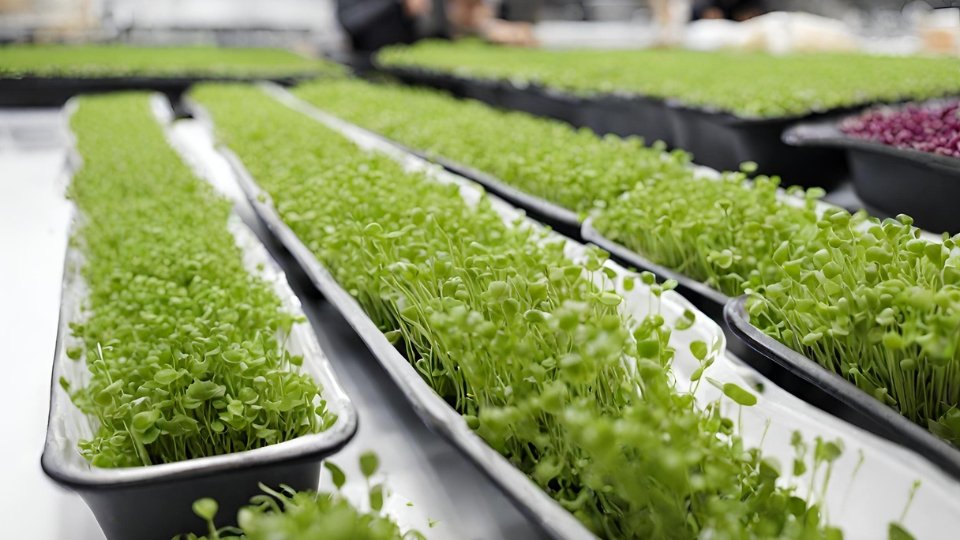 Microgreens As A Business Opportunity