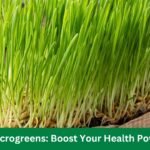 Barley Microgreens: Boost Your Health Powerhouse