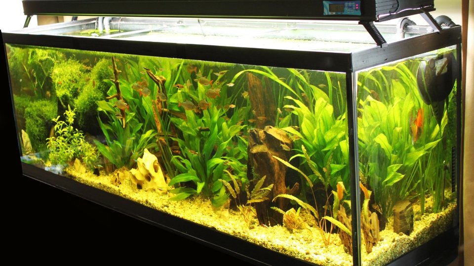 Benefits Of Adding Bolbitis Aquarium Plant To Your Tank
