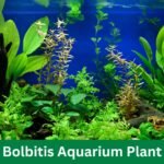 Bolbitis Aquarium Plant