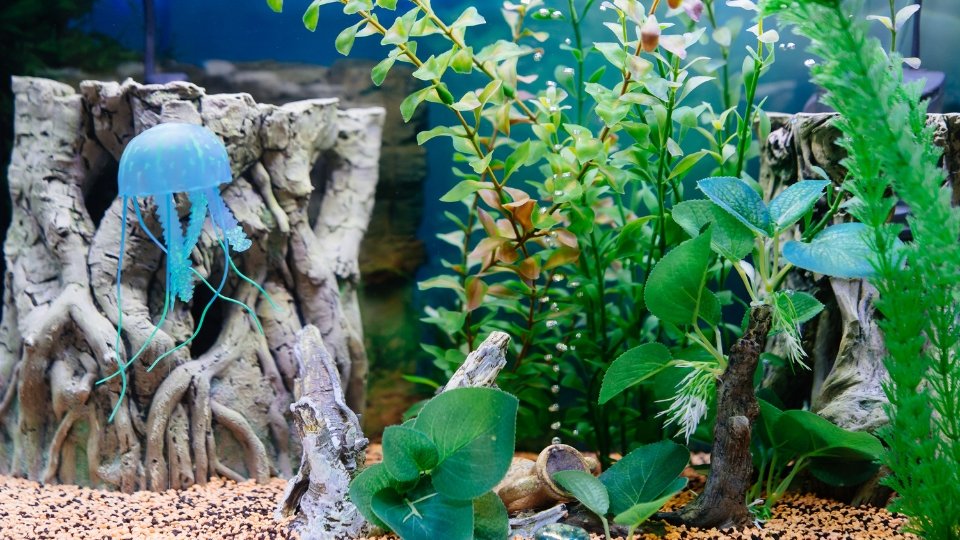 Bolbitis Aquarium Plant Maintenance