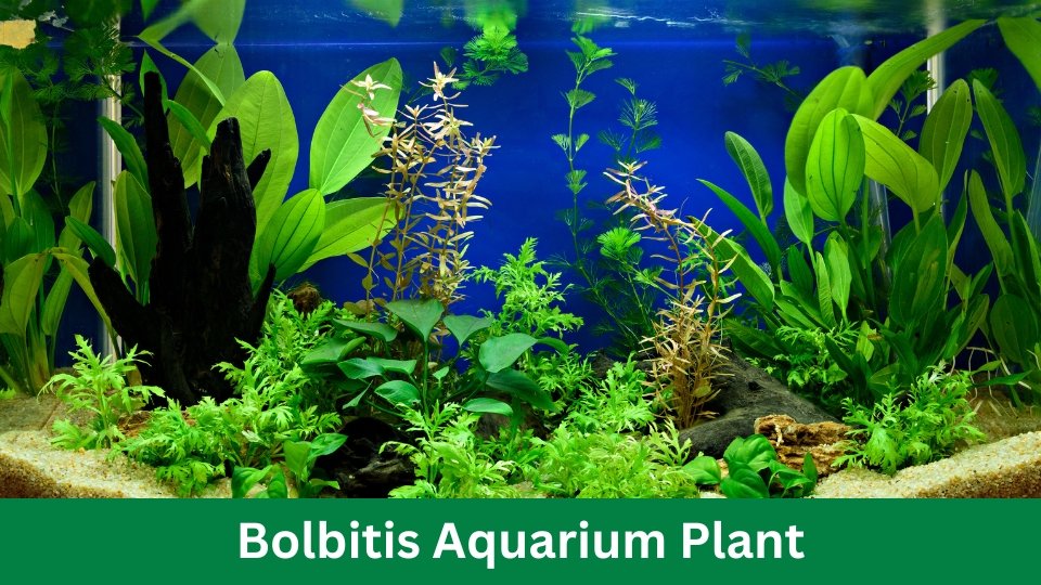 Bolbitis Aquarium Plant