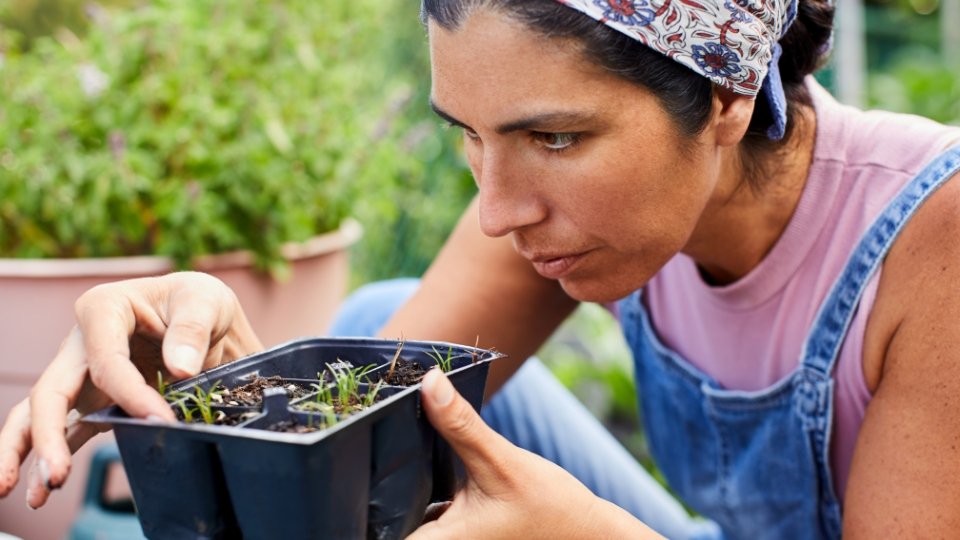 Caring For Microgreens In Sprouting Trays