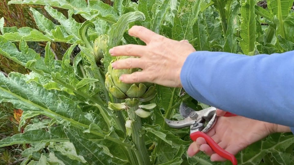 Caring For Vernalized Artichokes