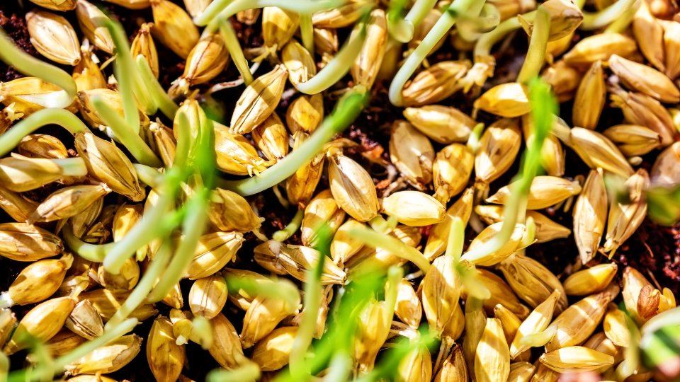 Choosing The Right Seeds