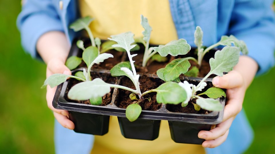 Choosing The Right Sprouting Tray