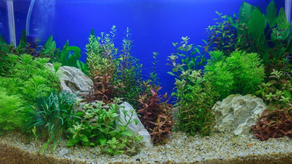 Choosing The Right Tankmates For Bolbitis Aquarium Plant