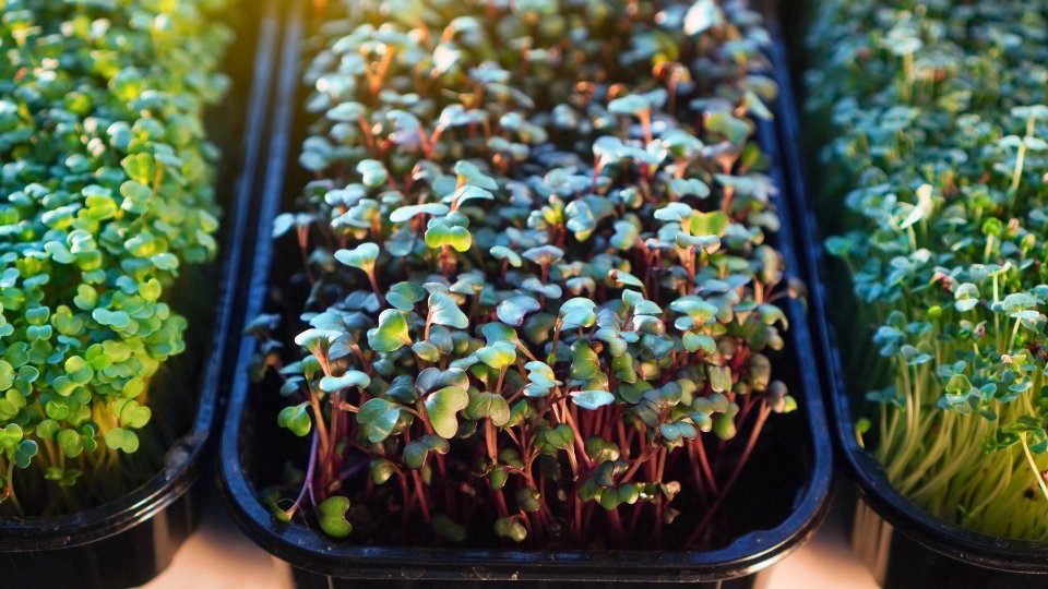 Cleaning And Reusing Sprouting Trays