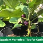 Container Eggplant Varieties Tips for Optimal Growth