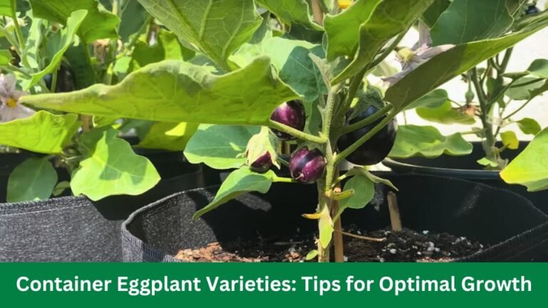 Container Eggplant Varieties Tips for Optimal Growth