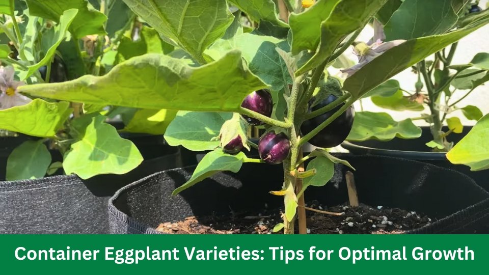 Container Eggplant Varieties Tips for Optimal Growth