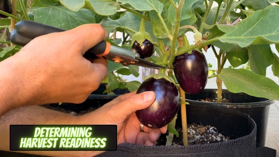 Determining Harvest Readiness