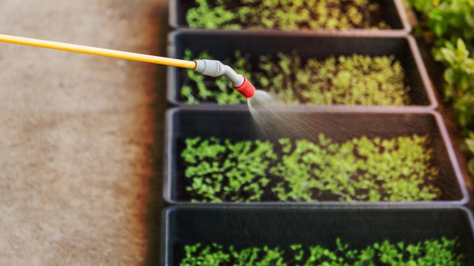 Germinating Microgreens In Sprouting Trays