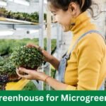 Greenhouse for Microgreens: Cultivate Tiny Titans!
