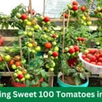 Growing Sweet 100 Tomatoes in Pots