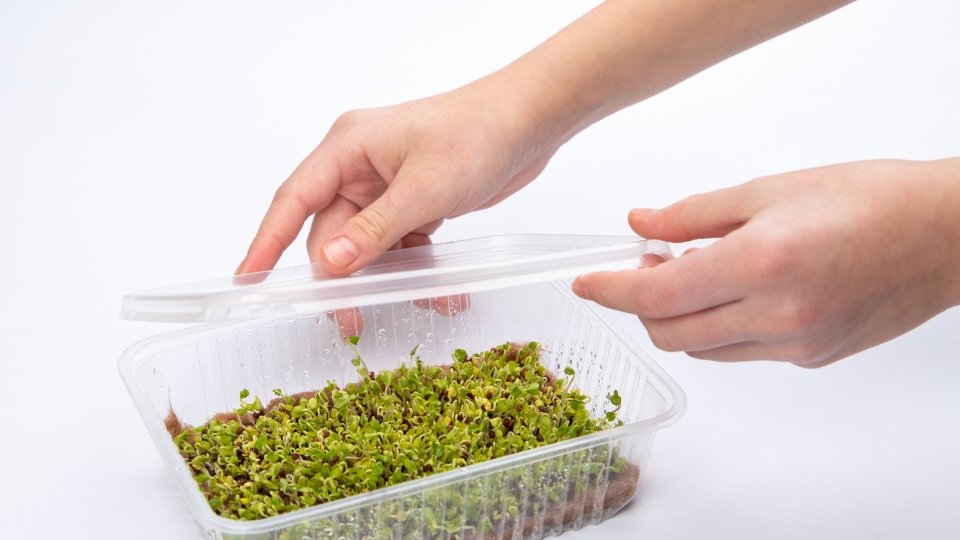 Harvesting And Post-harvest Handling