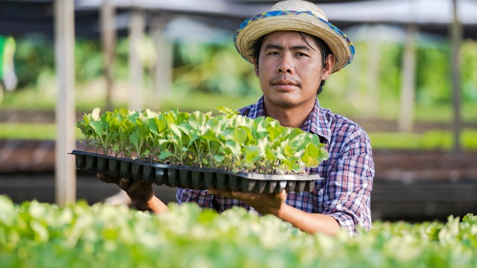 Harvesting Microgreens From Sprouting Trays