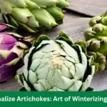 How to Vernalize Artichokes: Art of Winterizing Your Plants