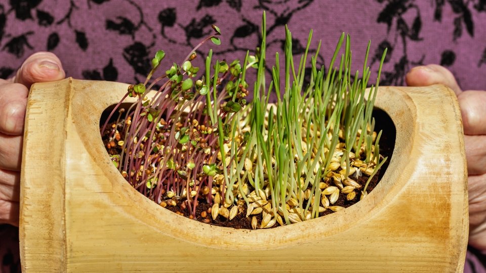 Nutritional Benefits Of Barley Microgreens