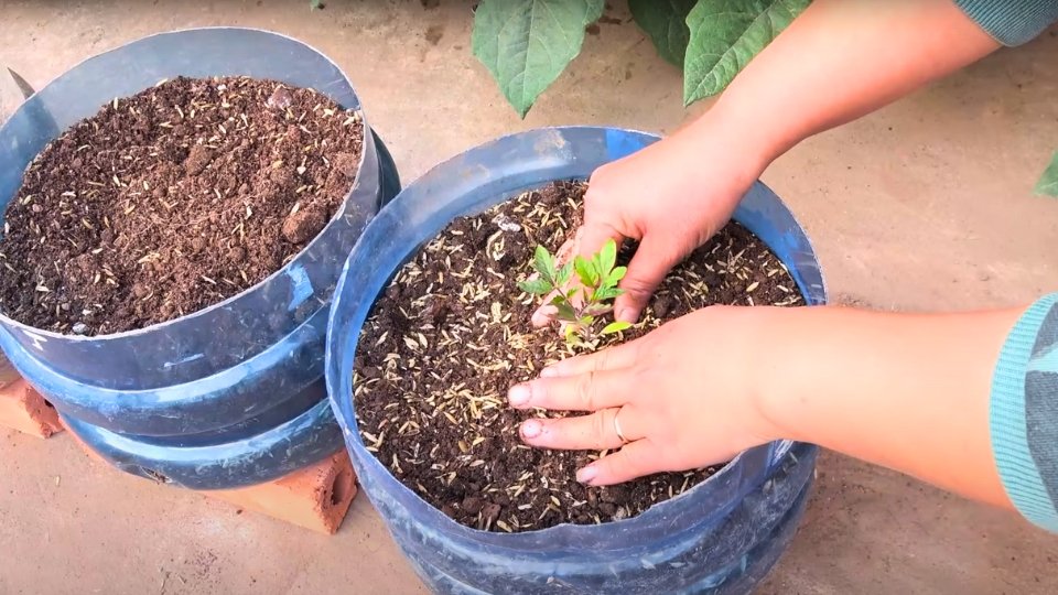 Planting Sweet 100 Tomato Seeds