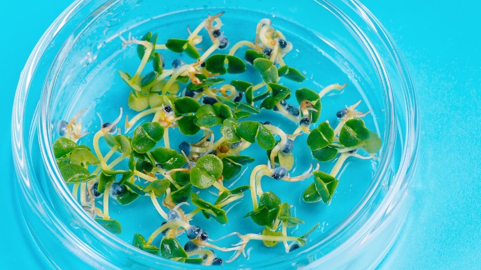 Seed Selection And Planting Techniques