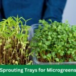 Sprouting Trays for Microgreens