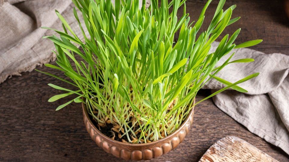 Storing Barley Microgreens