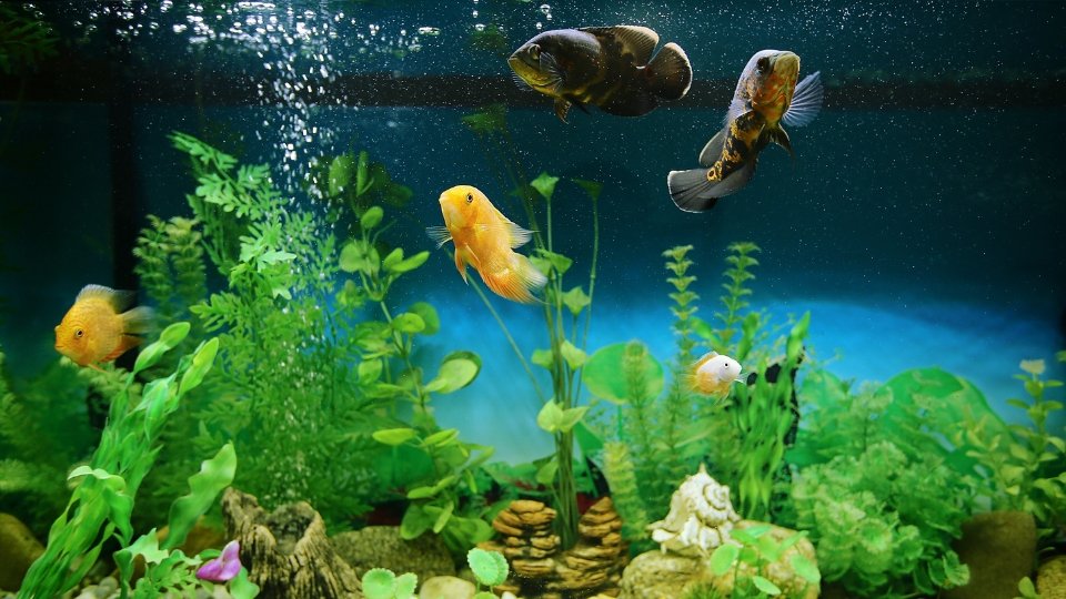 Successful Bolbitis Aquarium Plant Examples