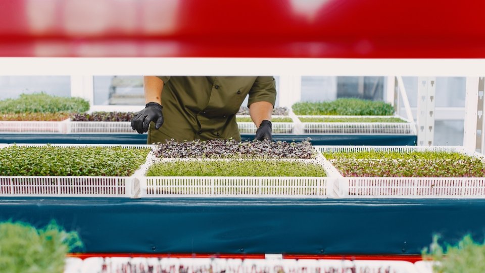 The Rising Popularity Of Microgreens