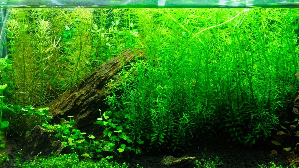 Troubleshooting Common Issues With the Bolbitis Aquarium Plant