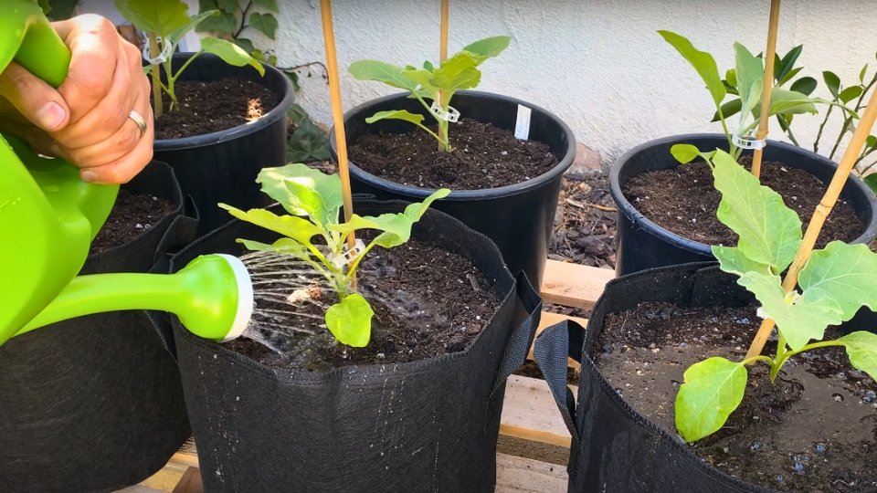 Watering And Fertilizing Tips