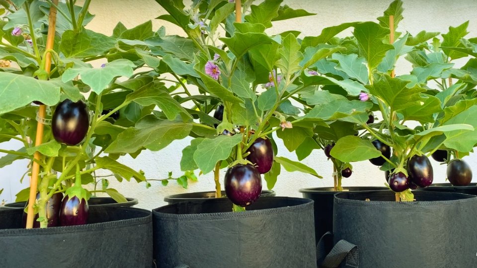 What Are Container Eggplant Varieties?