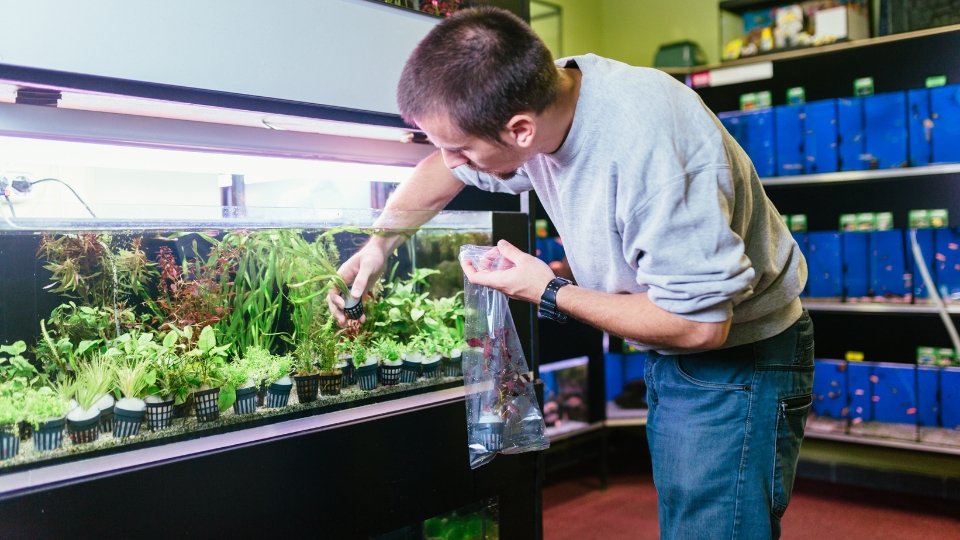 What Is Bolbitis Aquarium Plant?