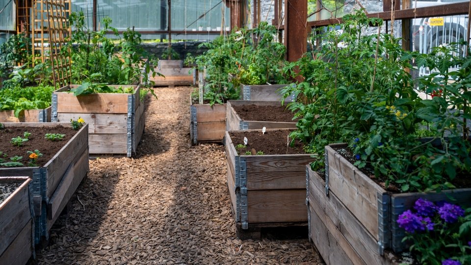 Future Of Self-watering Raised Bed Gardening