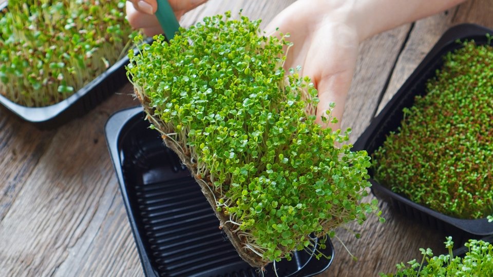 Creating The Perfect Growing Environment