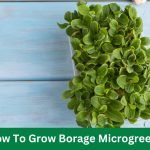How To Grow Borage Microgreens